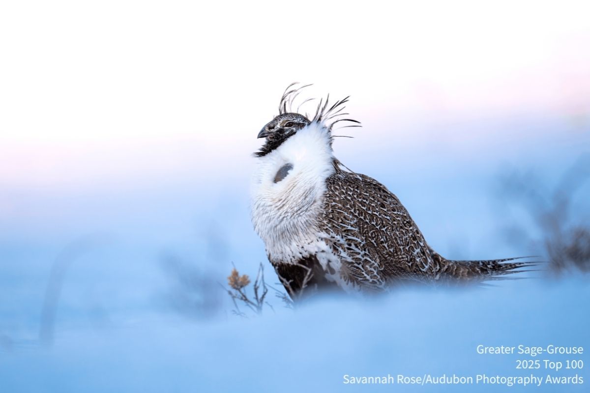 Congratulations to Savannah Rose, whose stunning photo of a Greater Sage-Grouse in <a href="/GrandTetonNPS/">Grand Teton National Park</a>, Wyoming, was named to the 2025 Audubon Photography Awards Top 100!

See the full list at buff.ly/F4afM5K.

#Wyoming #Birds