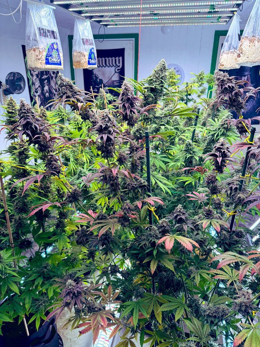 2 more light cycles after today and 3 more dark counting tonight till chop day for the Alien Haze from ILGM by Green Bodhi genetics. 
Grown under the Marshydro FC-8000 even and Adlite systems