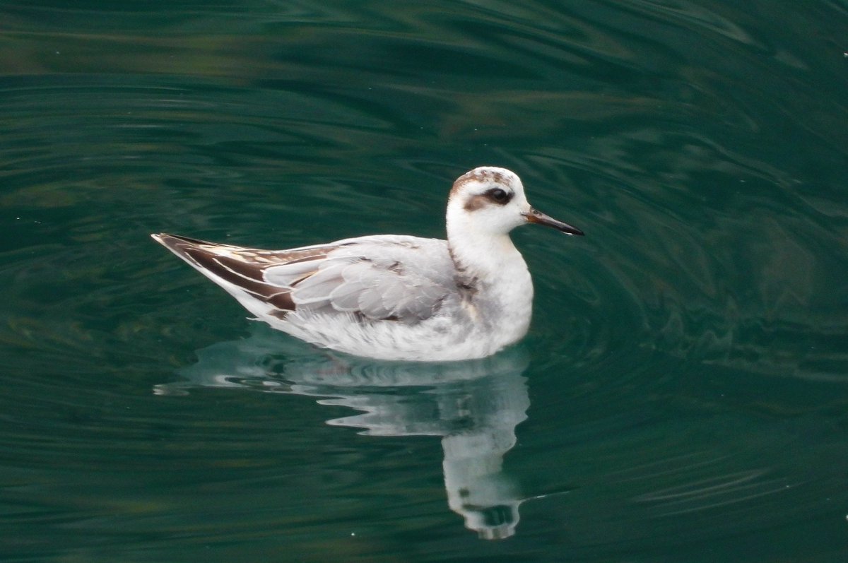Grey Phalarope 8.10.25
Waterswallows Quarry, Derbyshire
<a href="/Derbyshirebirds/">Derbyshire Ornithological Society (DOS)</a>