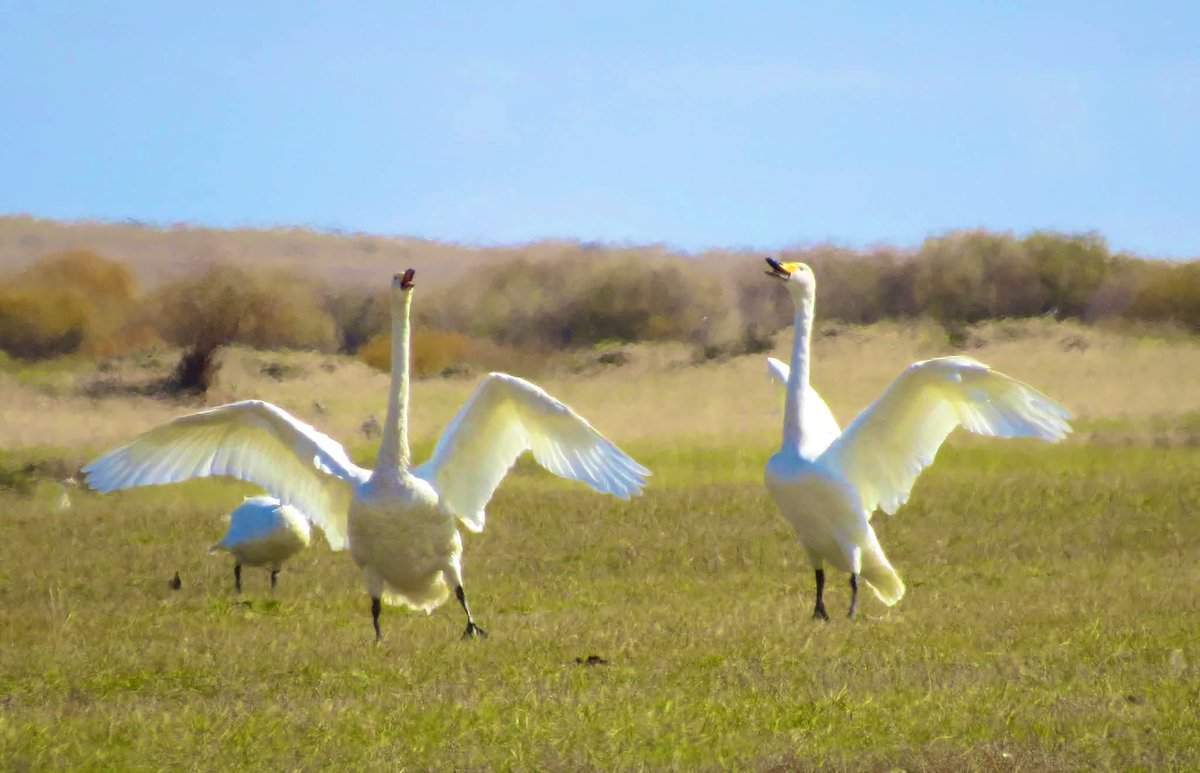Өглөө бүхэн дандаа шинэ ❤️💙💜
Айл бүрийн хаалгыг аз жаргал тогшиг ээ☀️🍀🌹