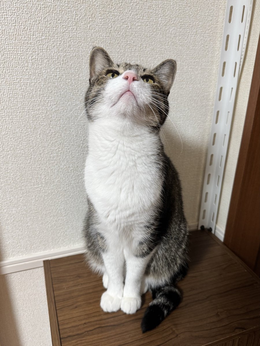 おはようございにゃん🐾