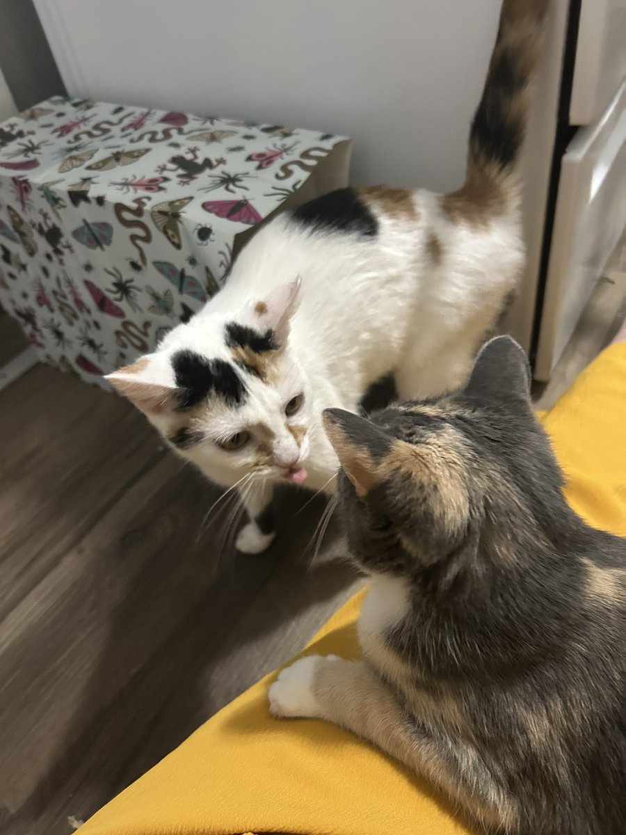 oreoeocat tweet picture