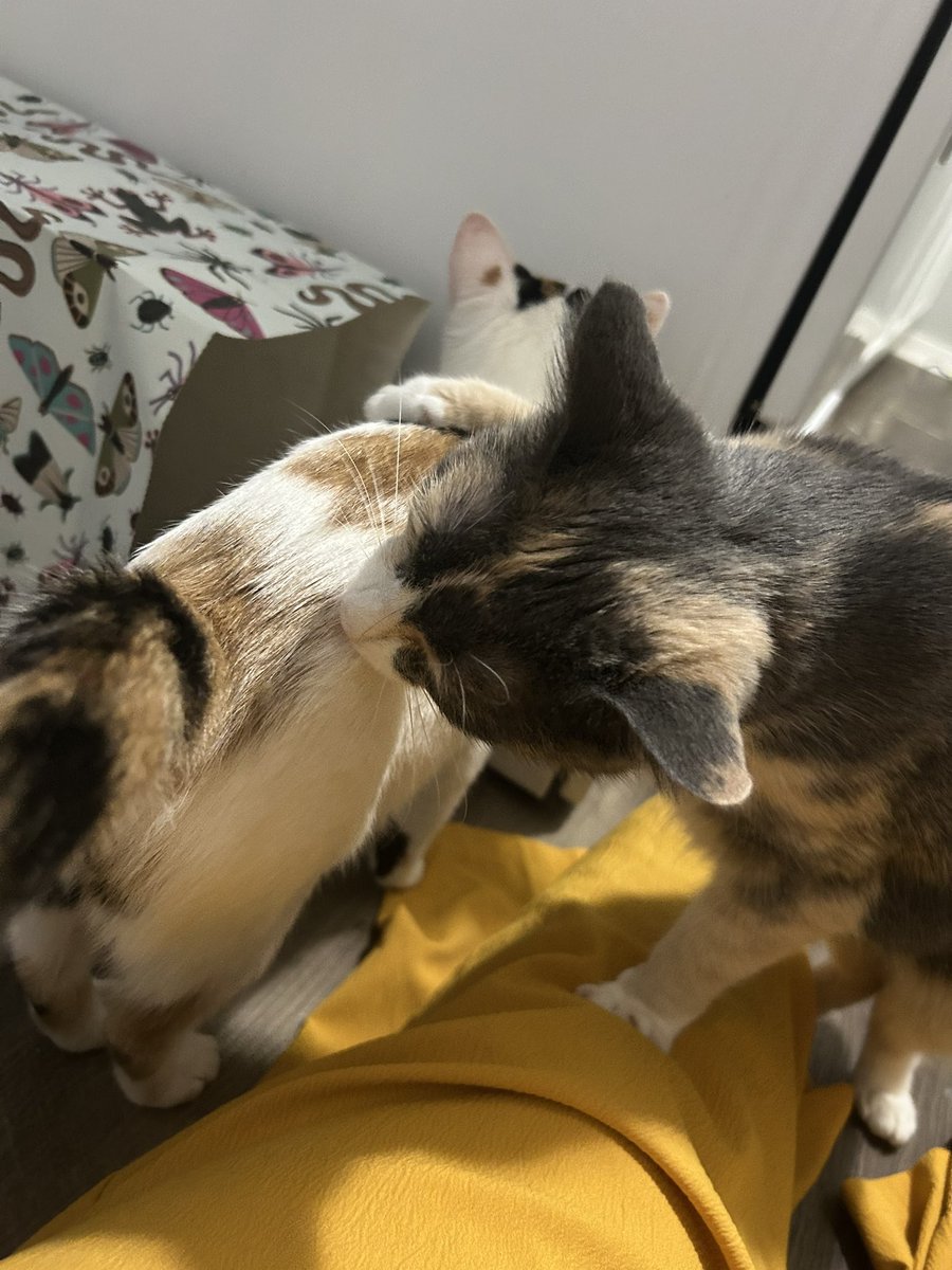 oreoeocat tweet picture