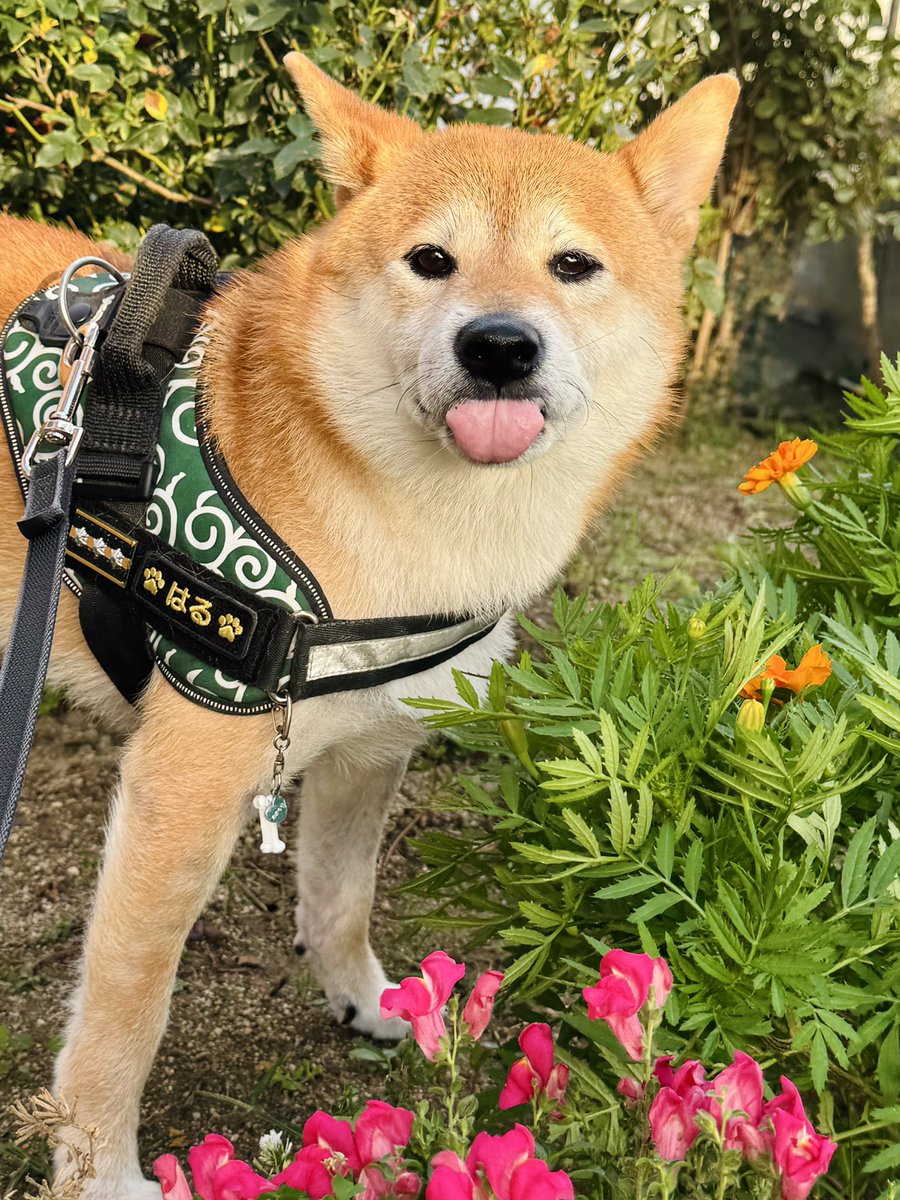 よしページ きむよしと柴犬はる on X