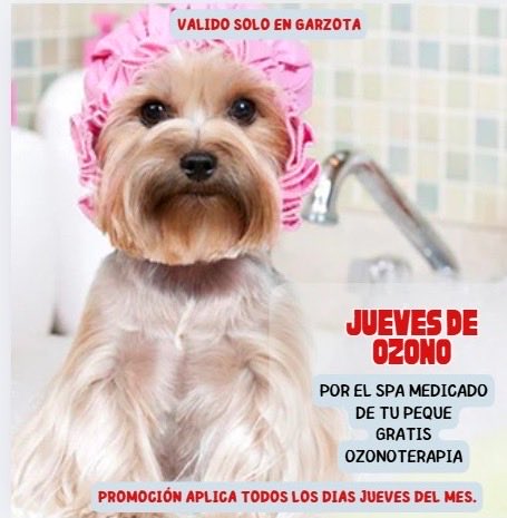 Pet_Wash's tweet photo. El jueves es un gran día para tu consentido.  Visítanos https://t.co/sMzBXLzbnk