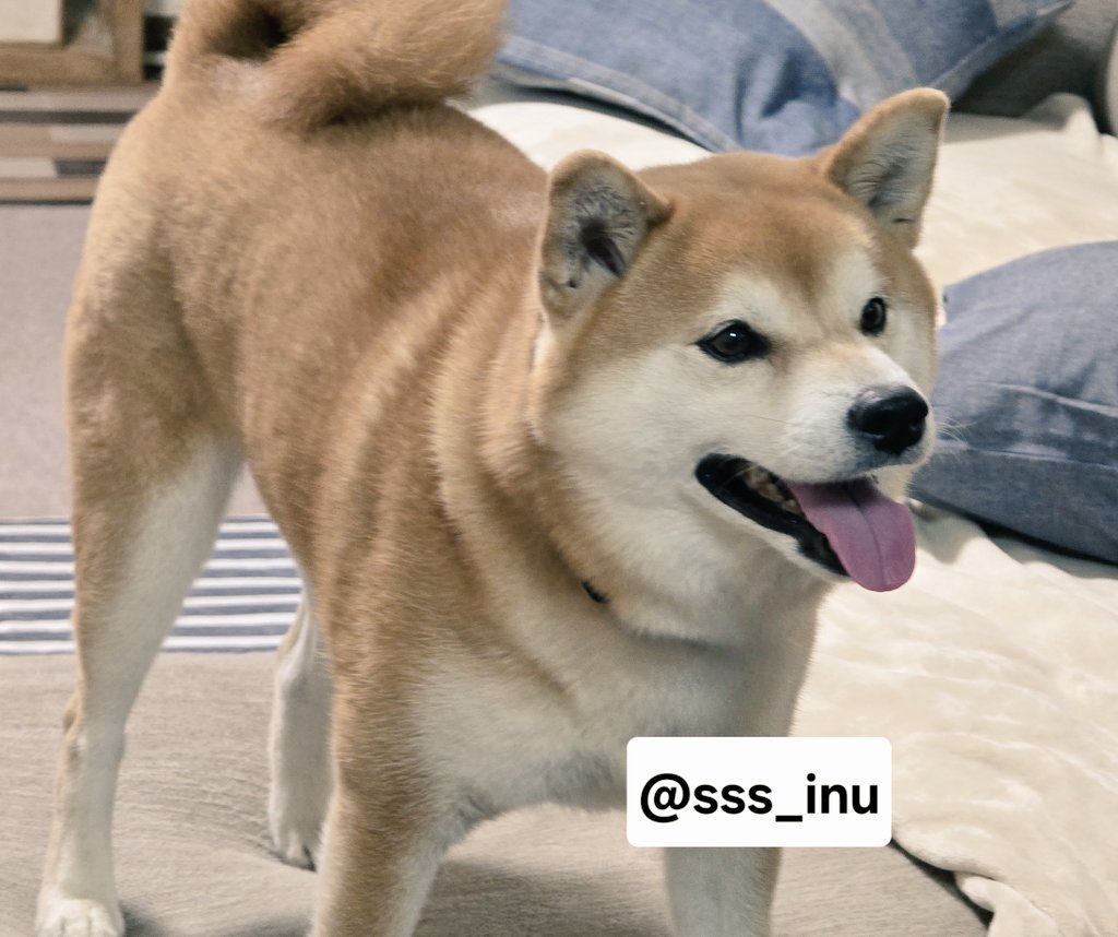 犬 忍者メッシュタンク S/M/L/XL Dulce-ドゥルチェ- 犬服 ドッグ