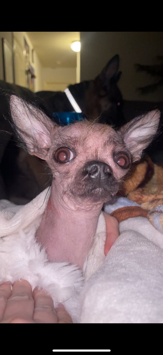 Skrow3D's tweet image. Hear me out… Rito Metahuman Morph target 🚀🚀🚀 #Embody #Ritocoin