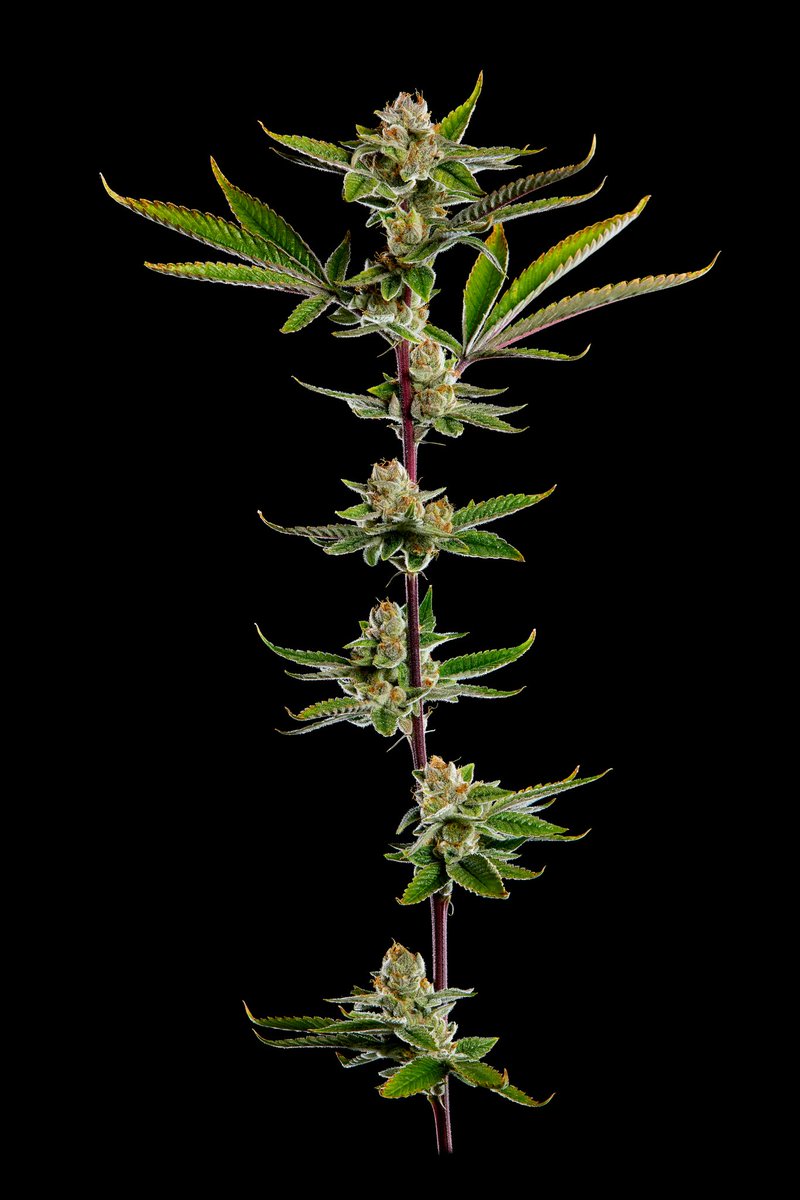 We are fashionably late to the X party.  but we come with beautiful content captured by the one and only <a href="/kandidkush/">Kandid Kush</a> of various Swank Genetics.  much love. 
below is our Hot Tropic bred by Oni Seedco and hunted by us in house.  49 day finisher, overwhelming OG profile and a solid
