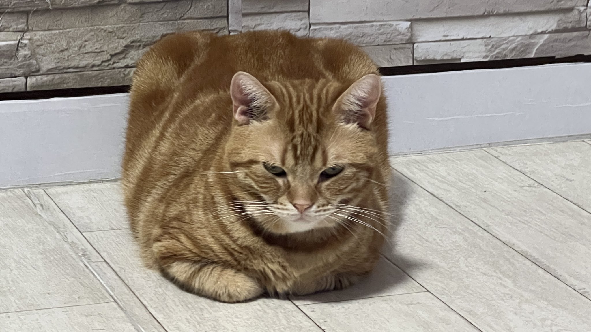 ねこちあ on X: 