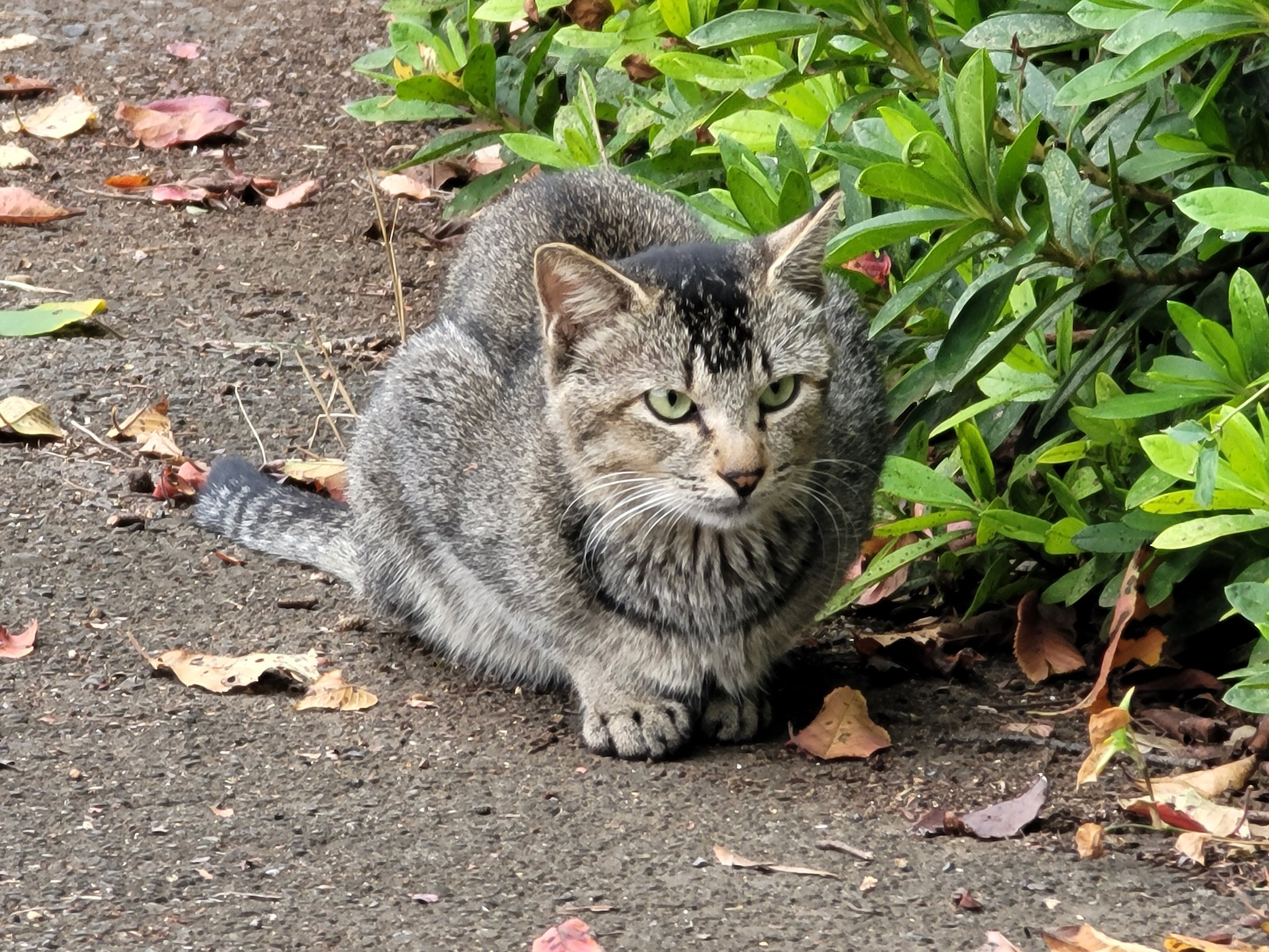 ねこ葉っぱ 66940147156a965275644e8ed7cc35