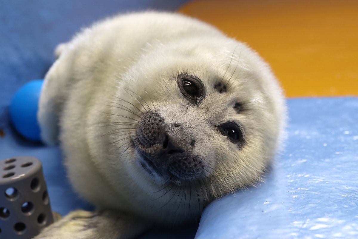 tjxz_z's tweet image. how the fortnite devs stare at scott cawthon after the 67th &quot;no&quot;