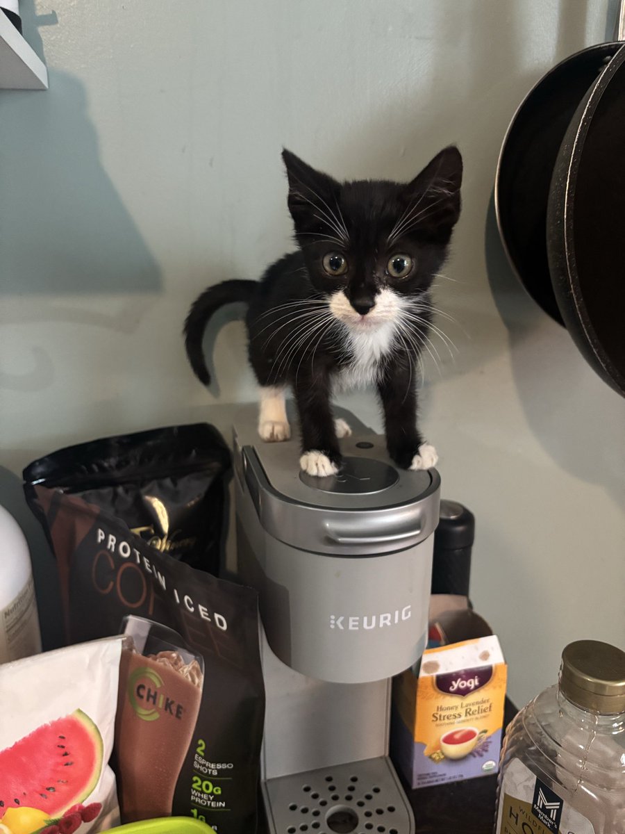 TWRice39's tweet photo. @MrPitbull07 Your story totally resonates with me a couple weeks ago I found a malnourished kitten on a walk. We saved each other https://t.co/hL4iM099LD