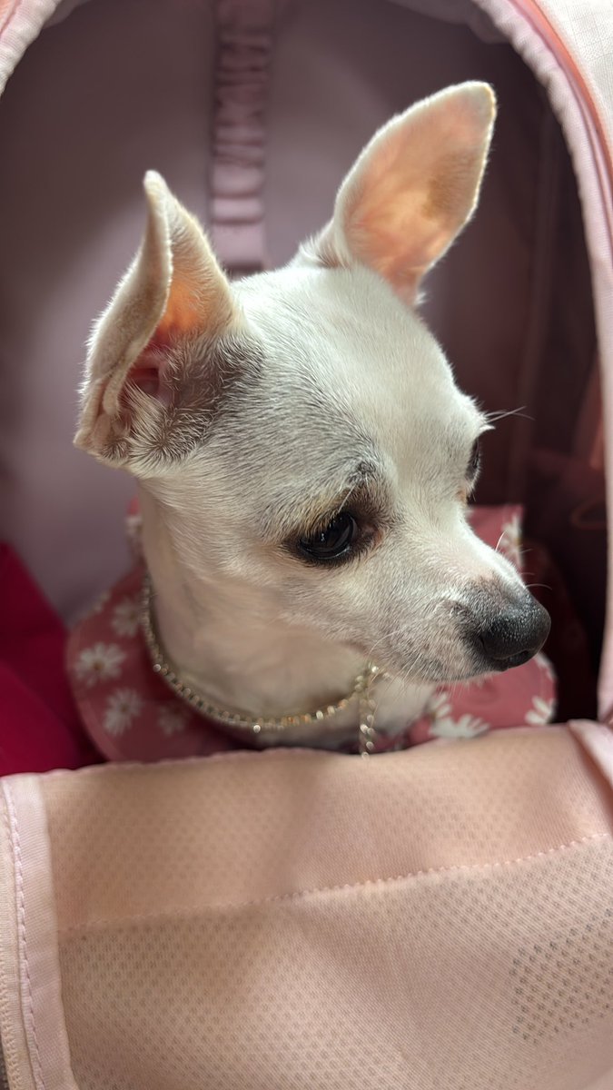 DomeAlvarezC's tweet photo. Ni parece que fue callejera mi pobre hija 🥺 https://t.co/X30L2iH1ED