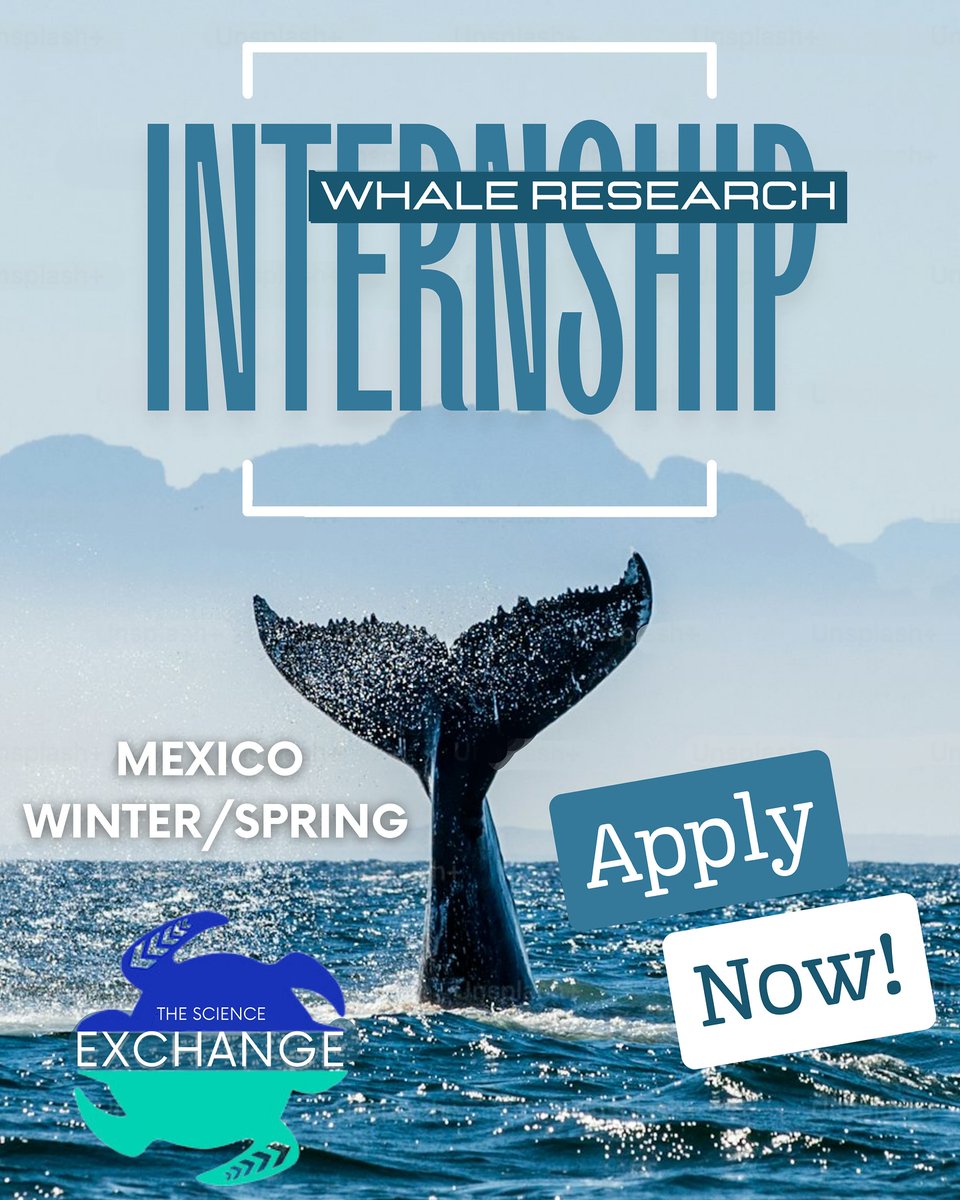 SeaTurtleIntern's tweet photo. Join us this winter to save the whales! https://t.co/DKJ8QrUop5 apply https://t.co/wA7AF7kMQT