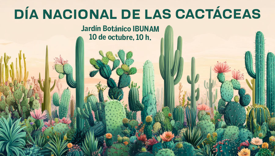 ¡A celebrar a nuestras guardianas del desierto 🌵! El <a href="/JBUNAM/">JardínBotánicoIBUNAM</a> festeja a las cactáceas con talleres, visitas guiadas, expoventa y una muestra gastronómica 😋. ¡No faltes! > acortar.link/R2bIwd
#AgendaUNAM