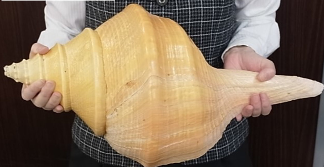 希少 アラフラオオニシ 世界一大きい貝殻 標本 化石 インテリア 雑貨 自然 希少 アラフラオオニシ 希少 アラフラオオニシ 世界一大きい貝殻 標本