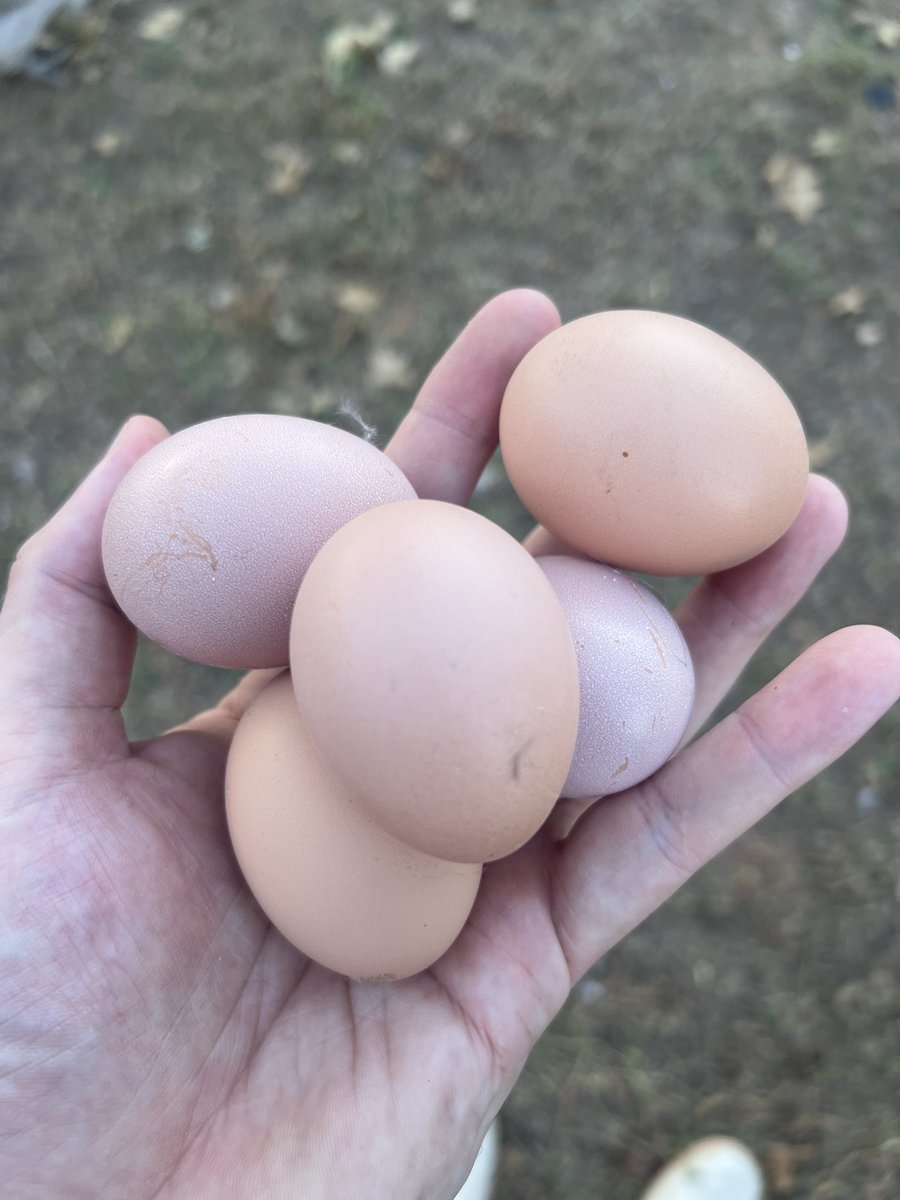 And in the end, it’s still a 5 egg day