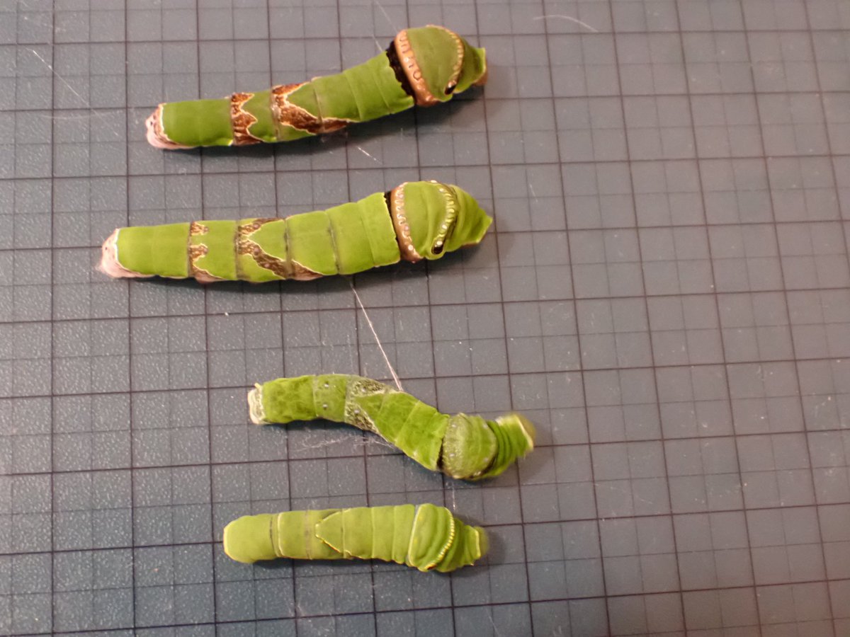 いぶちょん (@W1M61OryvqsVHzY) / Posts / X