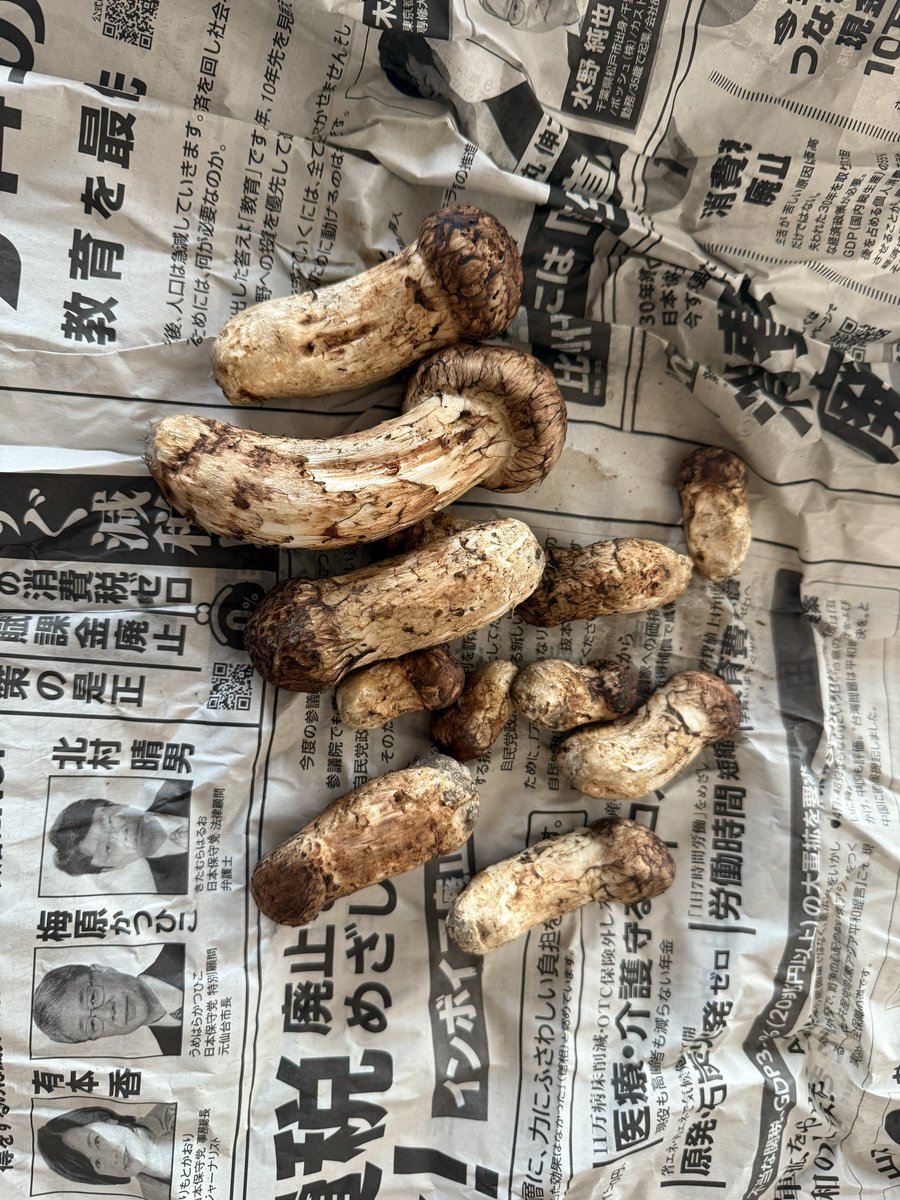 【本日中とんすけ】 くろすけ on X