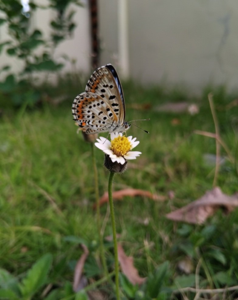 Muhammad Raihan tweet media