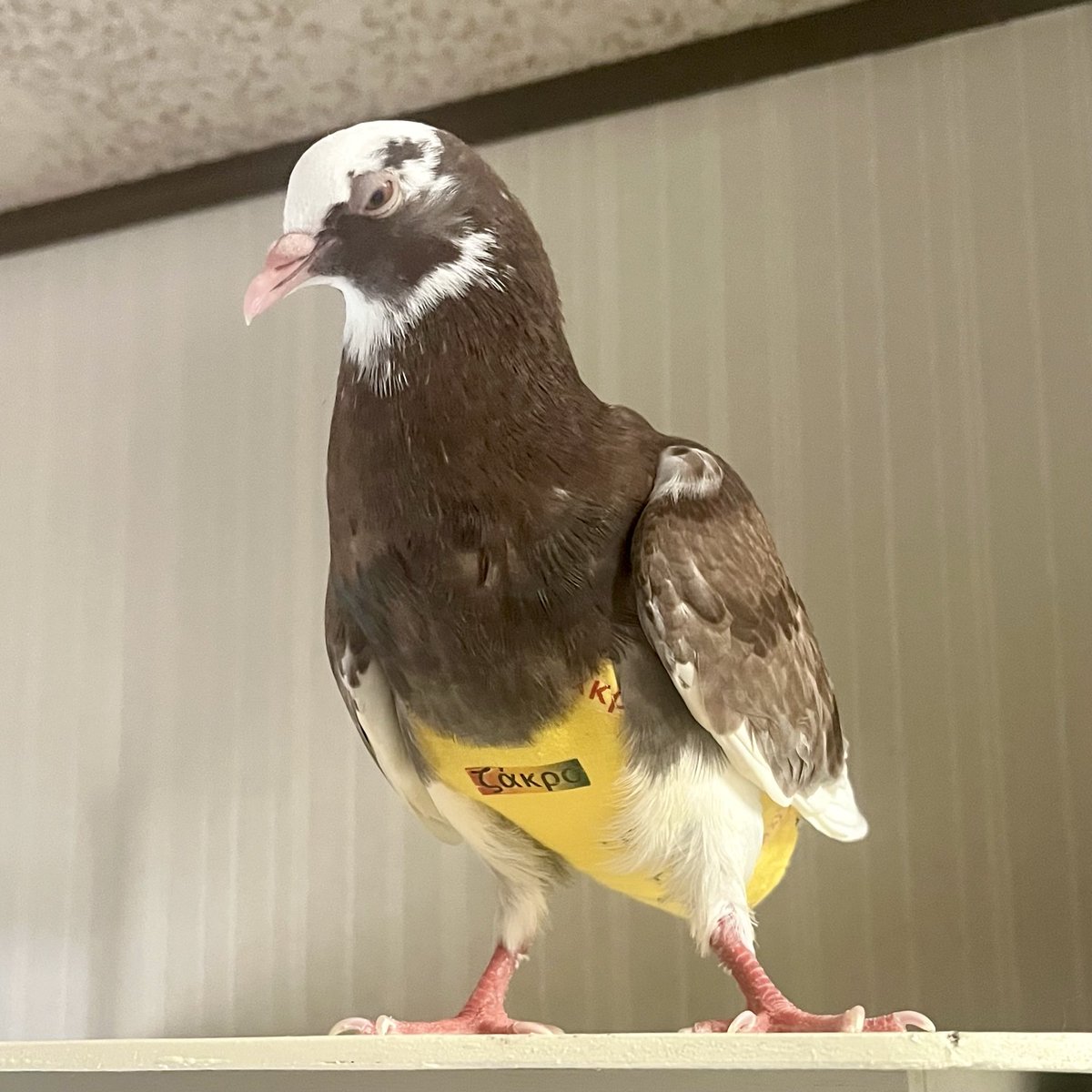 太った鳥 太った鳥 SHINNOSUKE | #🦃 #ヒクイドリ 知ってますか？この鳥