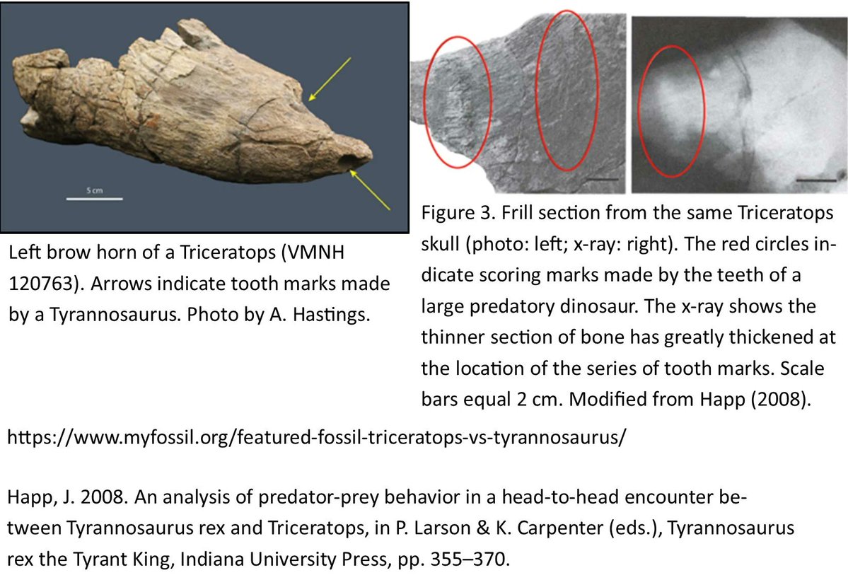ausar_the's tweet image. I know everyone in the online paleontology community and their mother knows this fossil at this point, but I don&apos;t think we appreciate how insane it is that there was an actual, real predator that BIT OFF THE HORNS OF ITS PREY. WHILE IT WAS ALIVE. #FossilFriday