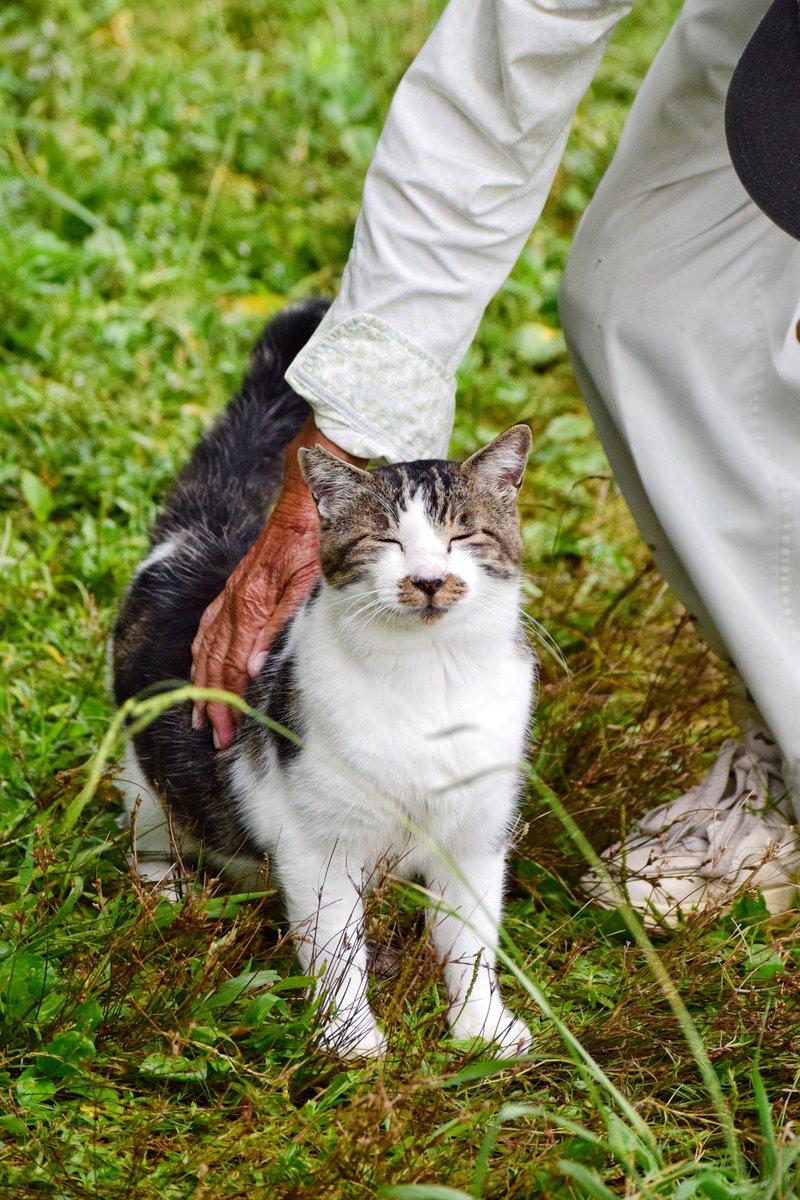 nerimono123's tweet image. 嬉しいお顔🐱

#猫 #野良猫 #一眼レフ #nikon #猫好きな人と繋がりたい #写真好きな人と繋がりたい #ファインダー越しの私の世界 #キリトリセカイ #photography