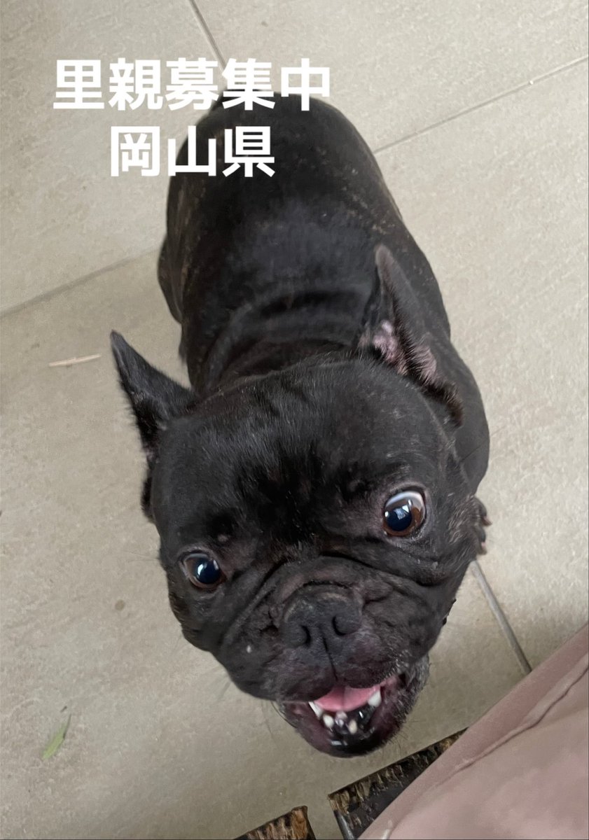 里親募集中‼️
ナミちゃん🐾
４歳くらいかな？

#里親募集中#保護犬#犬#フレンチブルドッグ#殺処分ゼロ#犬