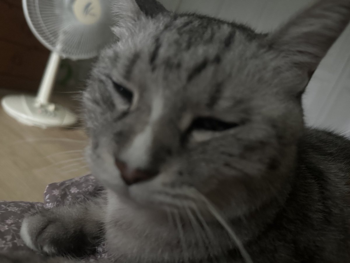 고양이도 아침에 얼굴이 붓나요?