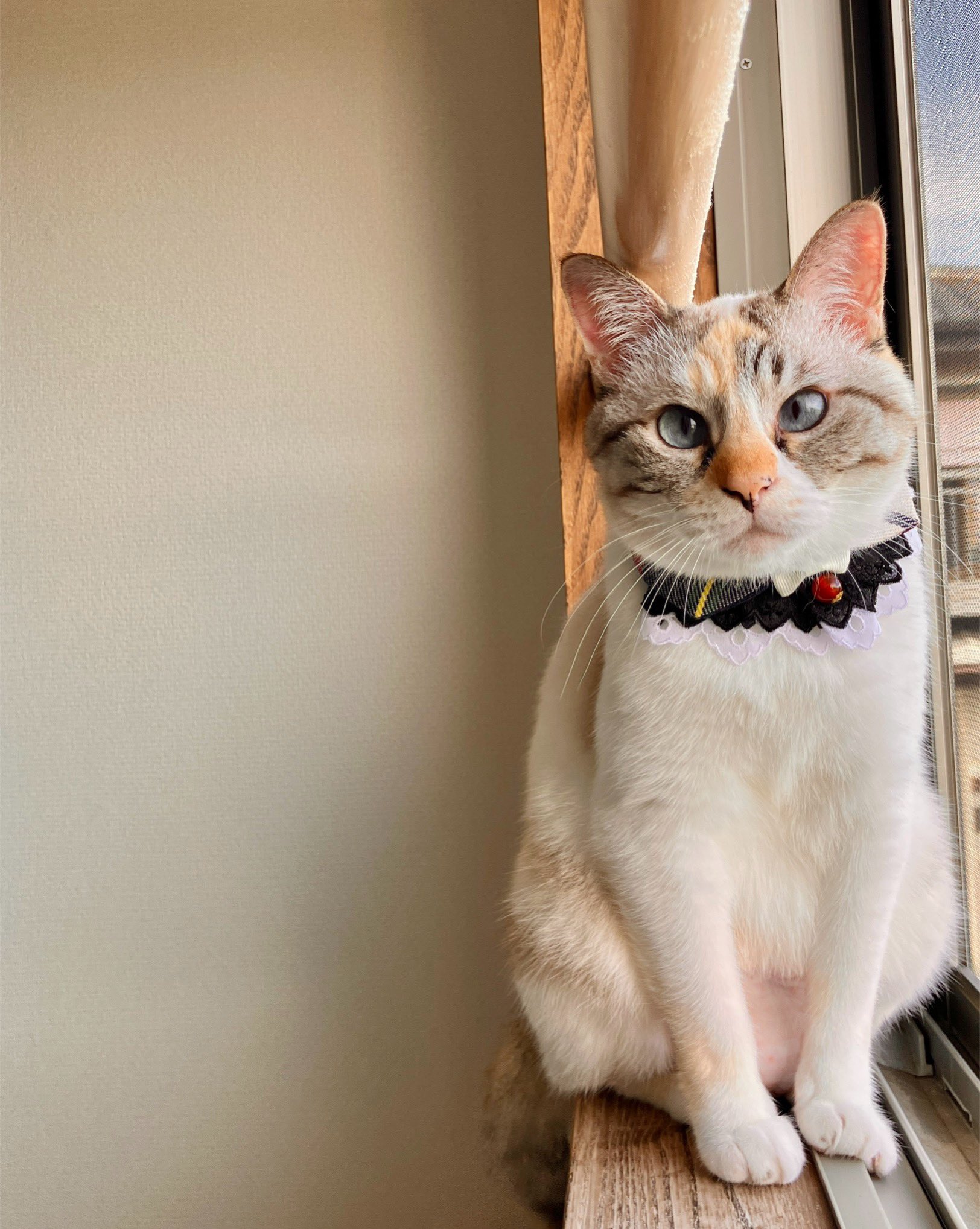 ❣️まりもり@プロフ確認お願いします。様❣️ まりも。 (@marimo577) / X