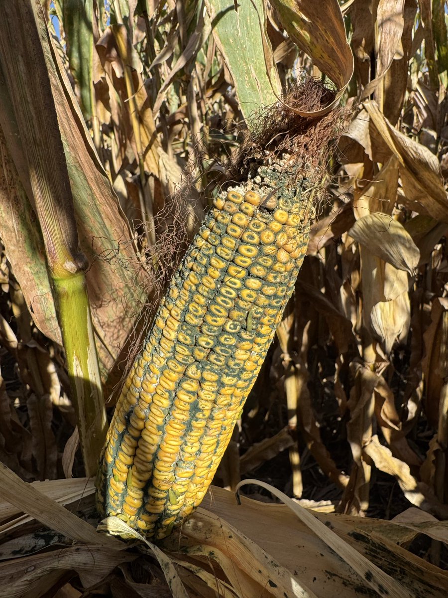 2025 may be the year for open husks and “drooping” ears. The phenotype doesn’t guarantee less ear rots, but can help. Keep an eye on your fields, especially if storing grain.