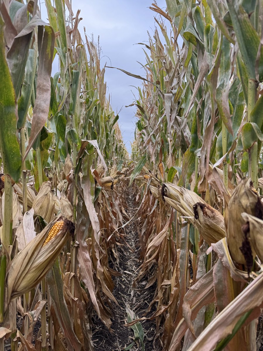 Growit_Keller's tweet photo. 2025 may be the year for open husks and “drooping” ears. The phenotype doesn’t guarantee less ear rots, but can help. Keep an eye on your fields, especially if storing grain. https://t.co/7DrYVOvX6u