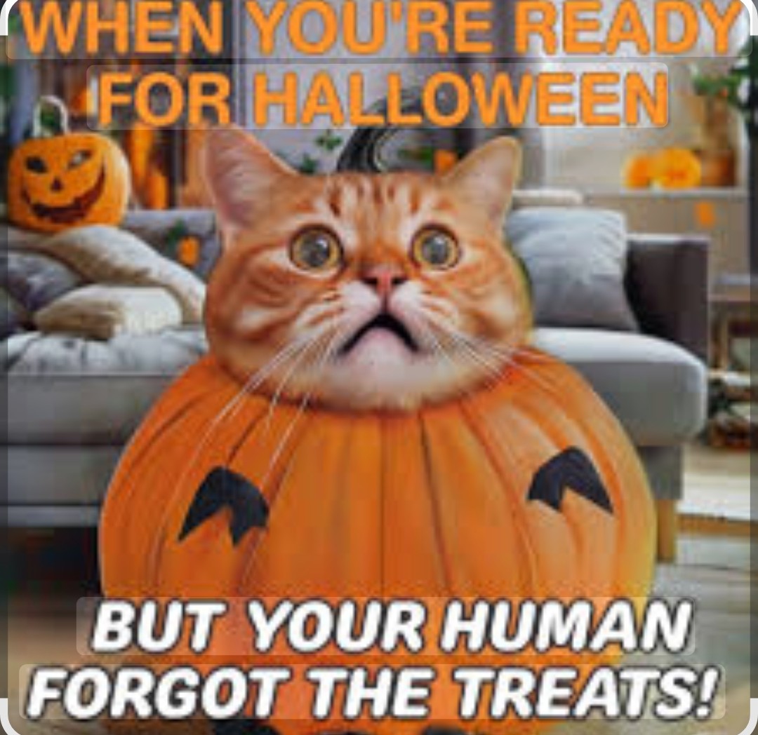 GuardianPestFL's tweet image. Don&apos;t forget to give your kitty treats this Halloween! We love cats over here !❤️  
#PestProtection #GuardianPestProtection #Spacecoast #Brevard #Cats #Halloween