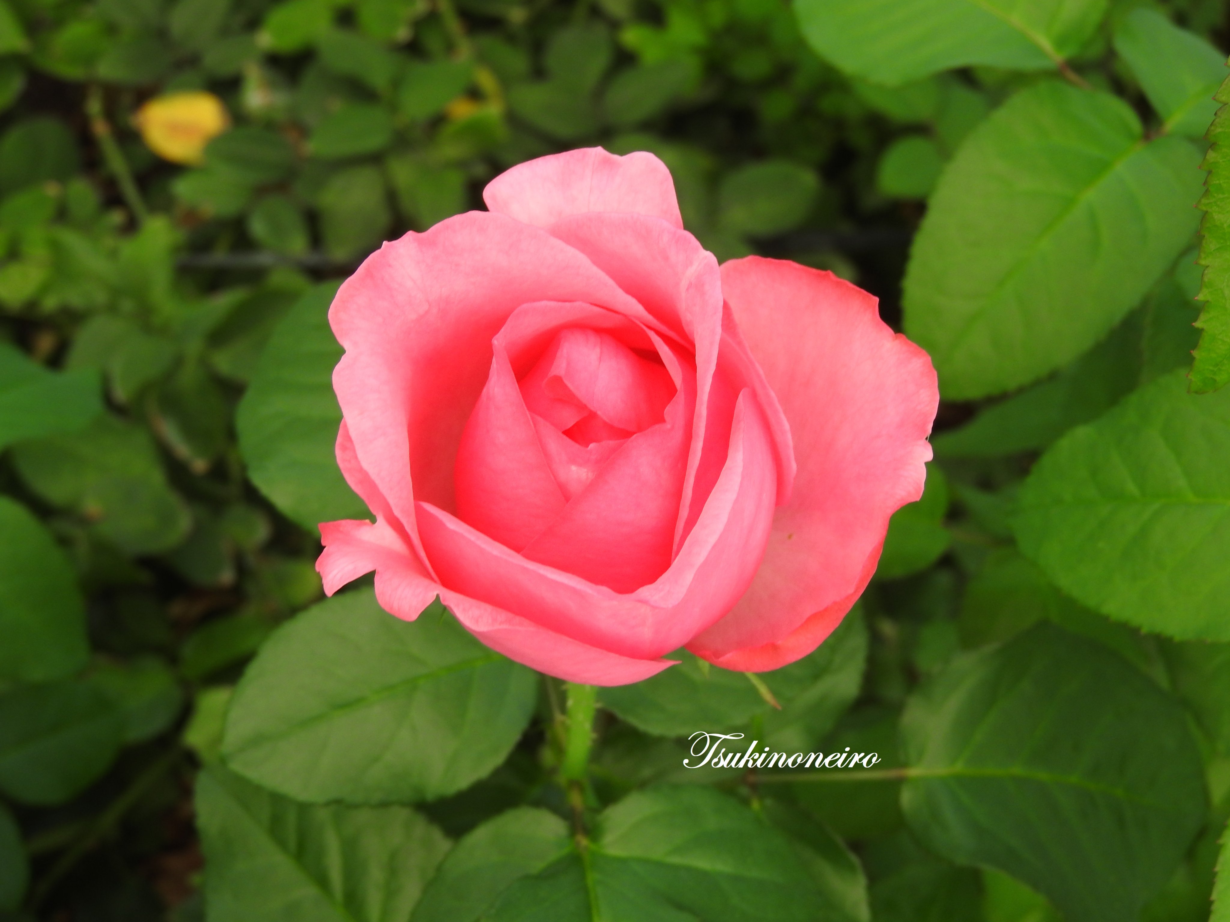 月が注ぐ花⊰❀様ご確認用 まもなく締め切り】 予約販売 アジサイ 風花雪月 9cmポット