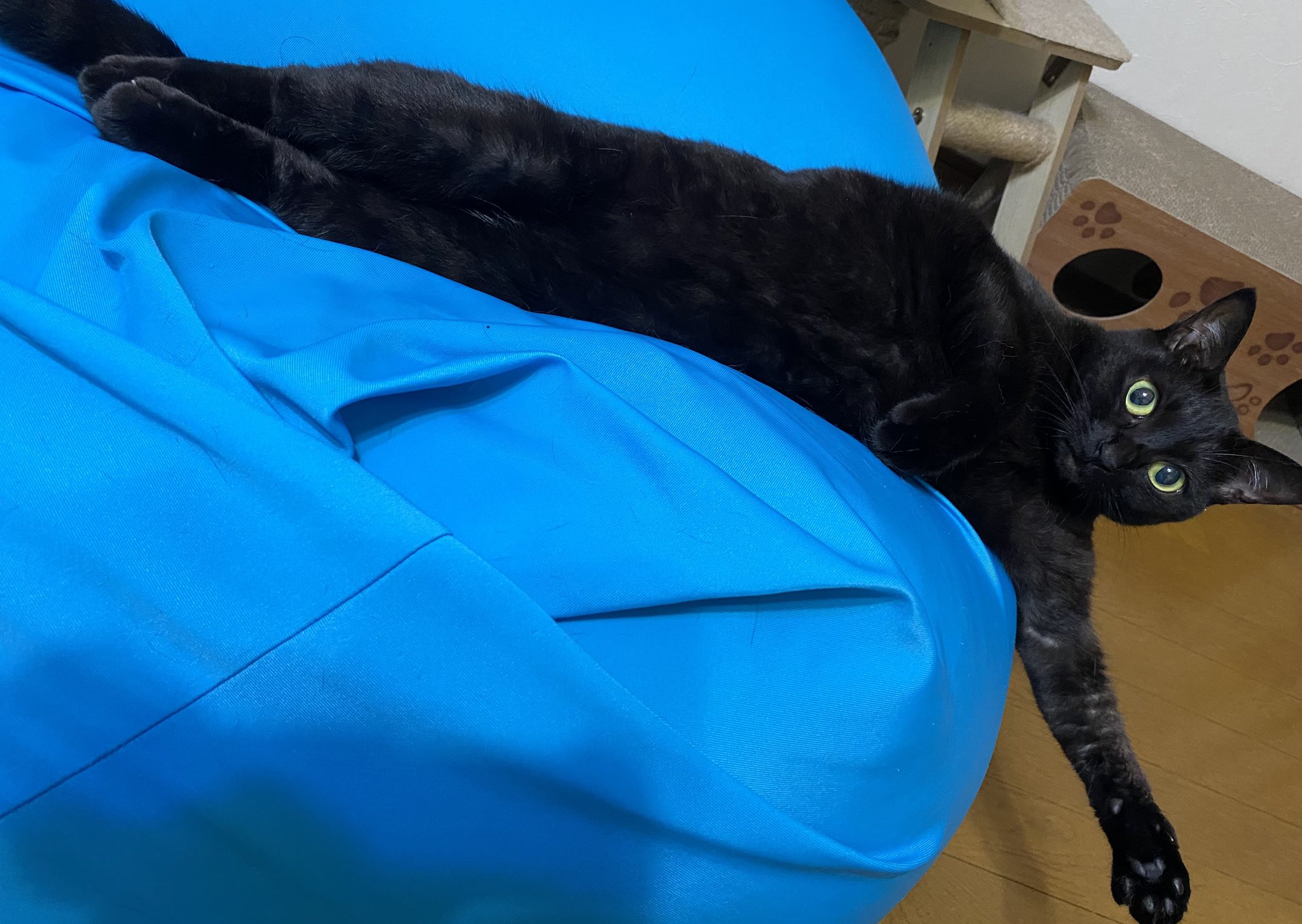 みけさん・くろさん on X: 