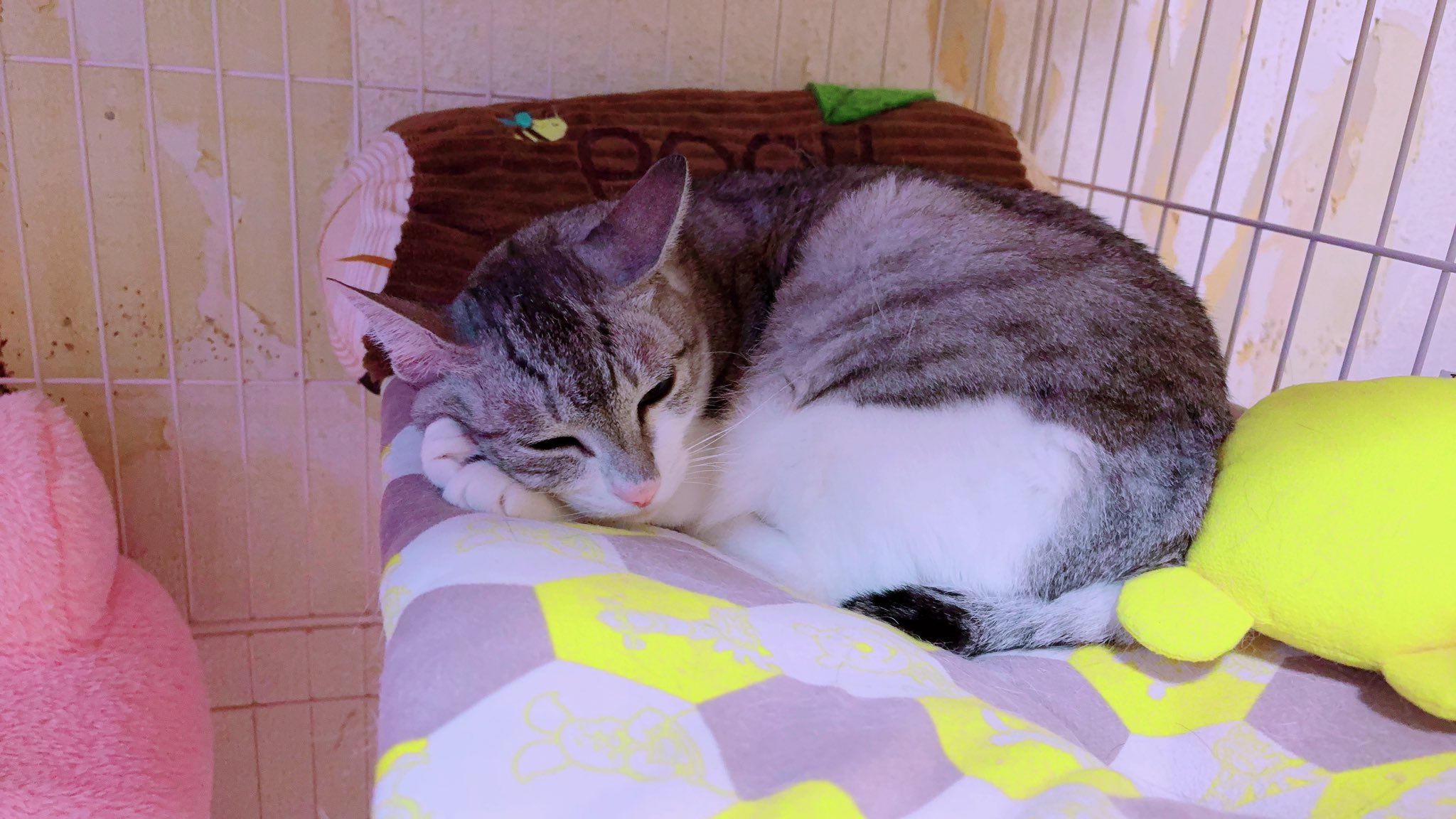 ネコ好きさんポイント無し　2000p使用 ネコ好きさんポイント無し 2000p使用 猫好きさんならフォローし