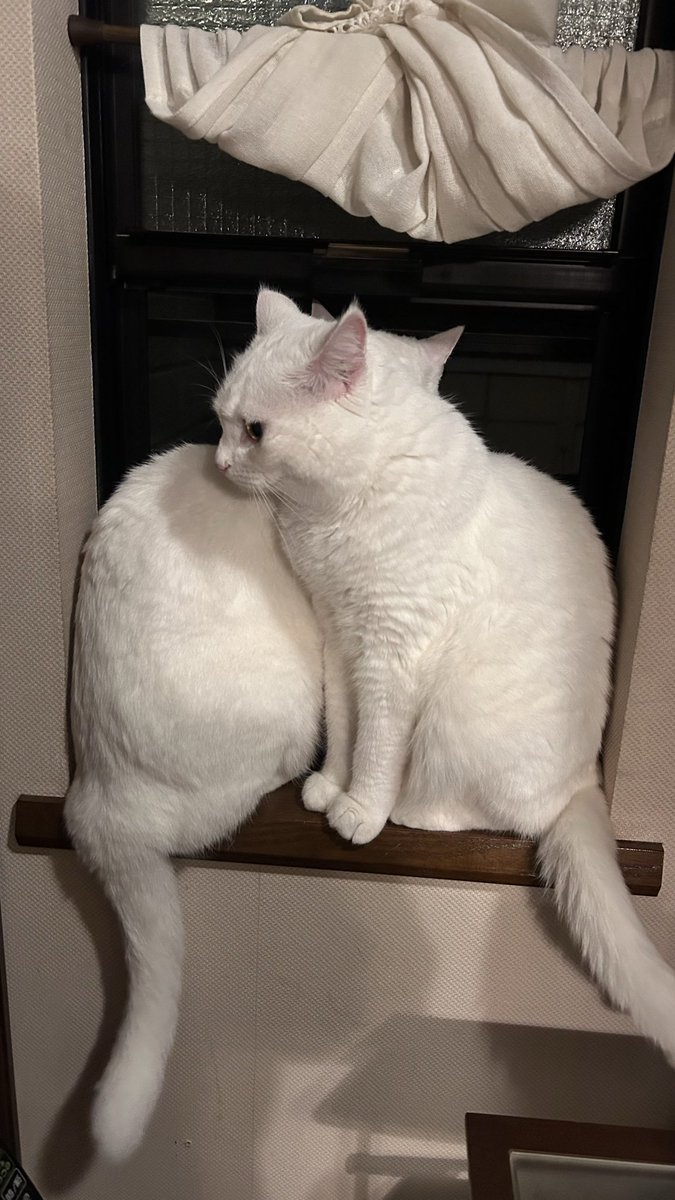 ジャンプする方向間違えて外を見損なった猫