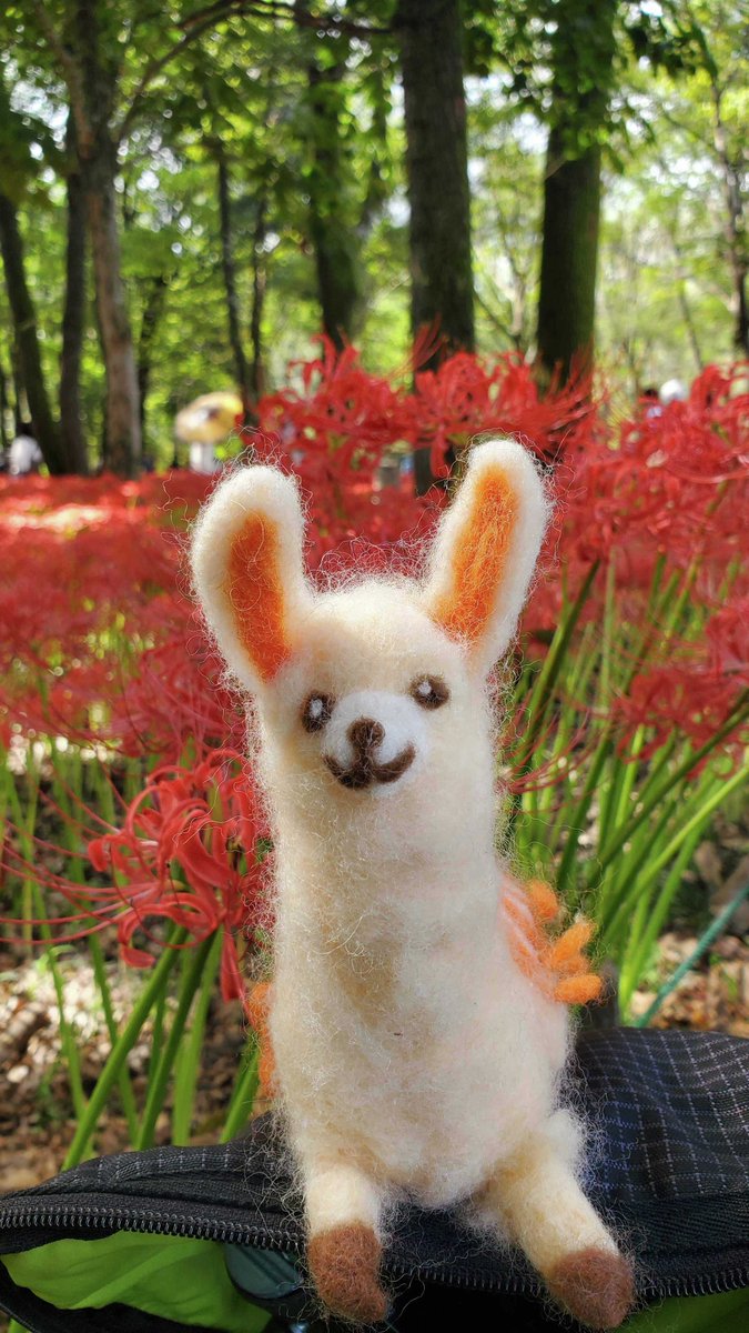 BookLive_PR's tweet image. ＼おはブク🦙／

本日はサイレントヒルfにドハマり中の同僚にお写真を提供いただきました(。☌ᴗ☌｡)✨
どうやらラマちゃんを連れて彼岸花を見に行ったよう……

同僚🎀
「サイレントヒルfにはまりすぎて彼岸花を見てきました！
　ラムネ…あられ…お守り…絵馬…ｳｯ…頭が…」