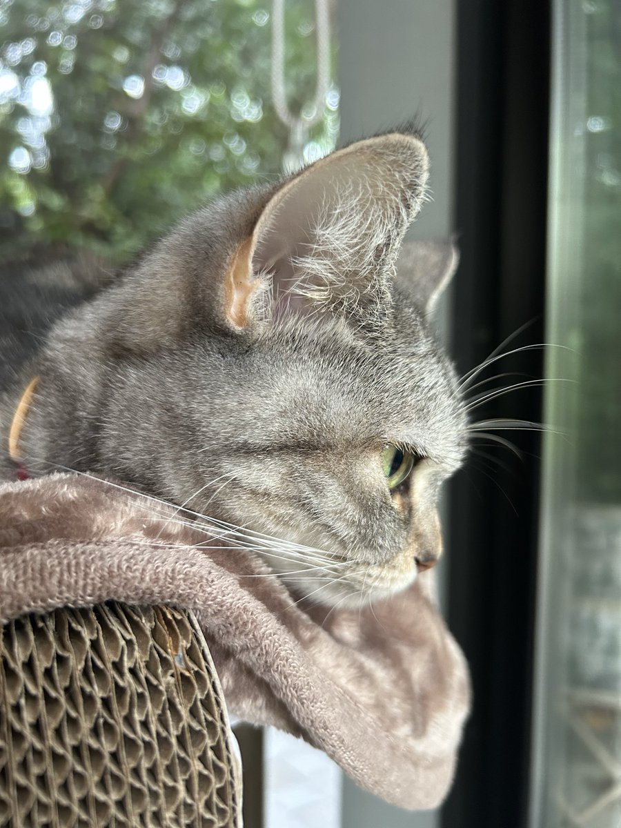 vito20190705's tweet photo. 誰か来ないかな。
#猫好きさんと繋がりたい #猫のいる暮らし #マンチカン #猫 https://t.co/WMTnM5umoZ