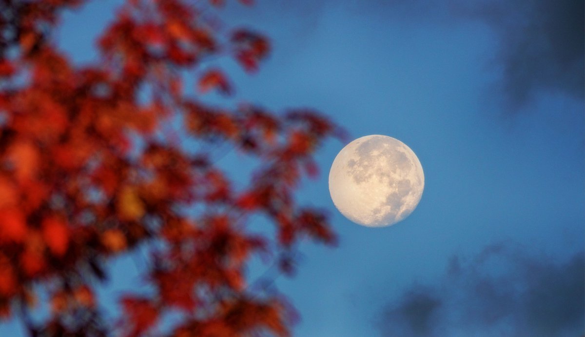 Harvest Moon in the trees.  Belleville, Ont <a href="/weathernetwork/">The Weather Network</a>