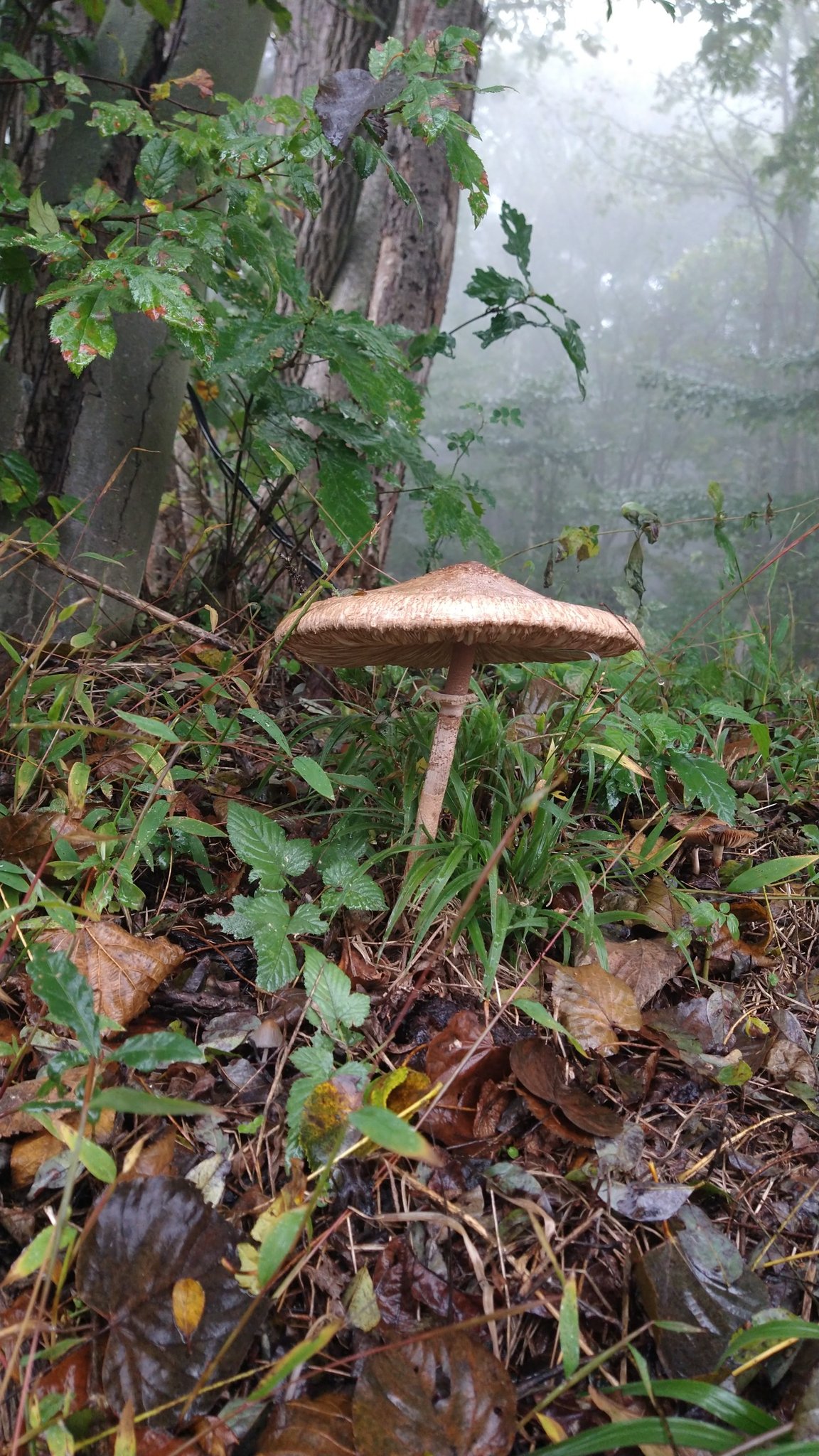 つきのこ Amazon.co.jp : キノコセンサーナイト ベッイド・カラフル