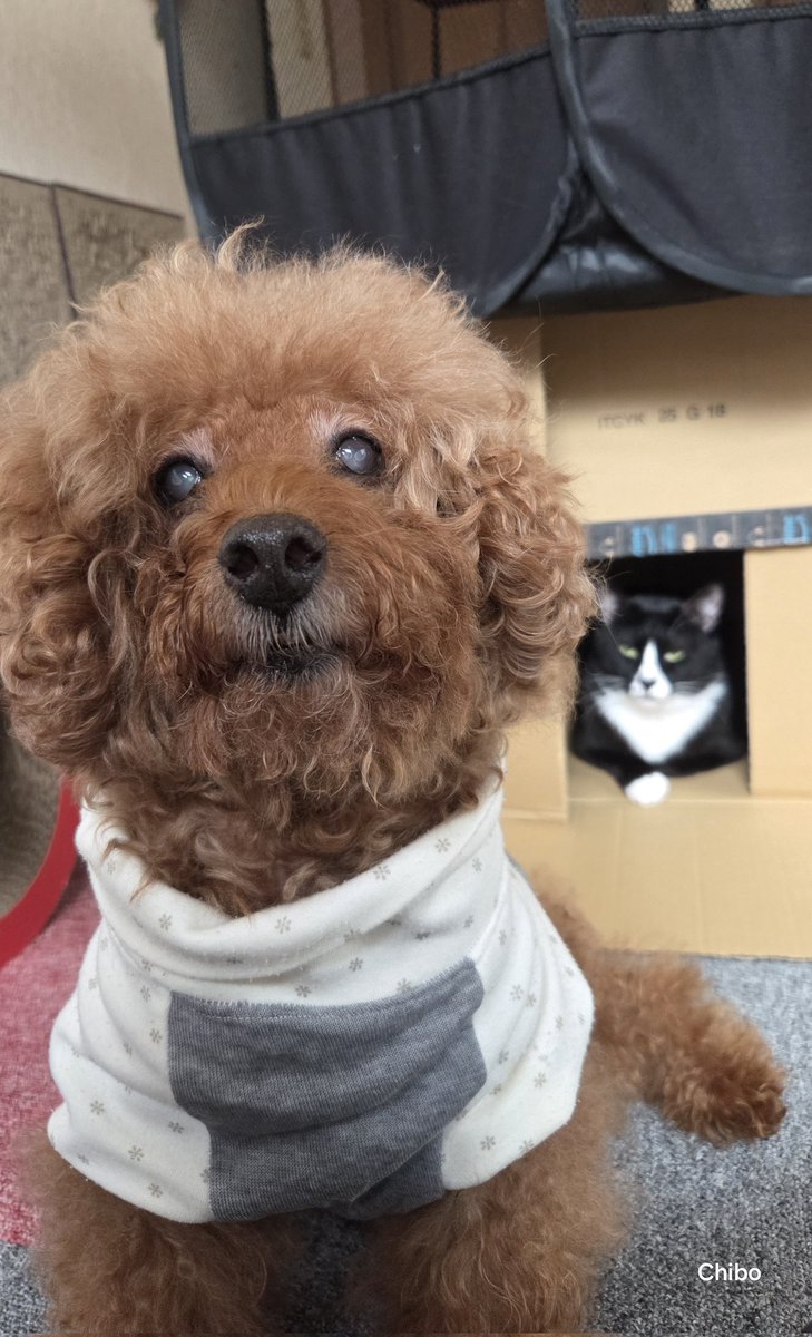 ちったん (@NYANMARUKE) / Posts / X