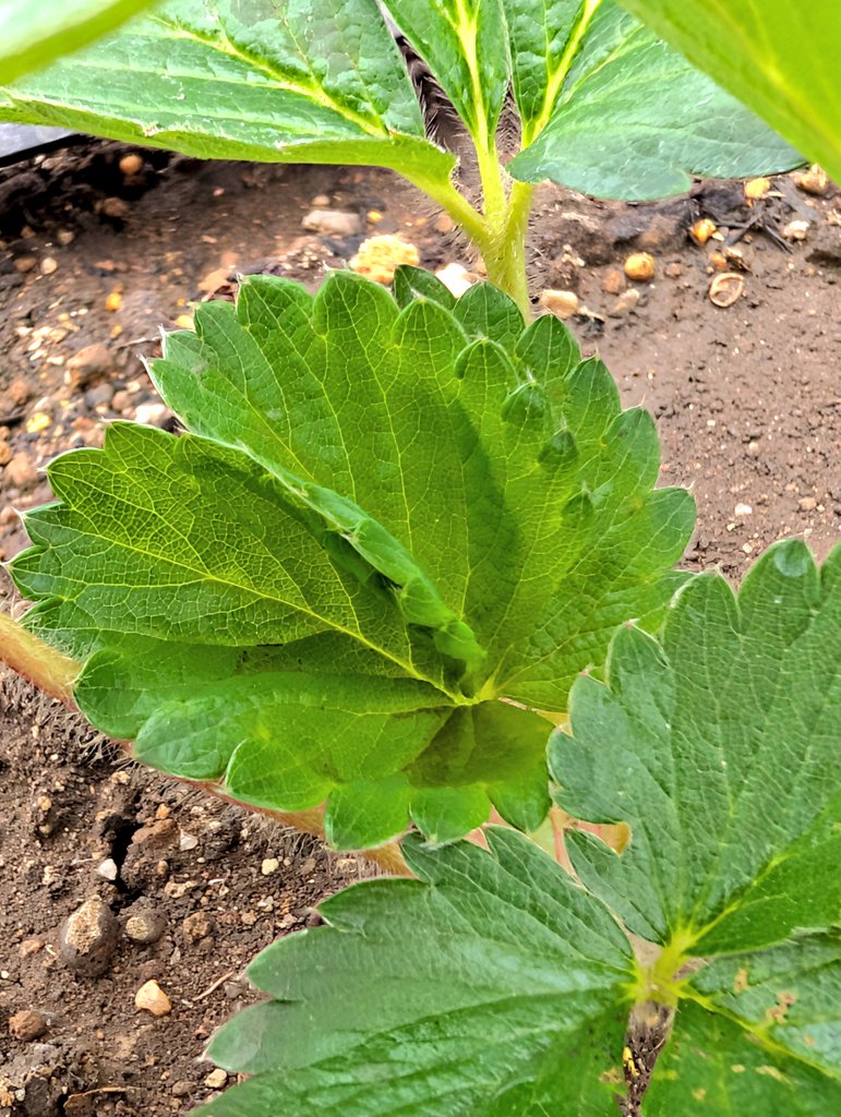 村上いちご農園 on X