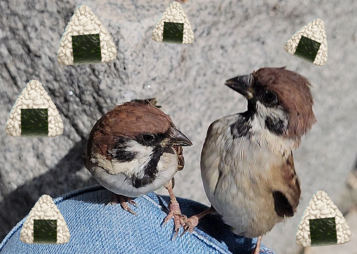 ピピピ (@pi_pipi33) / Posts / X