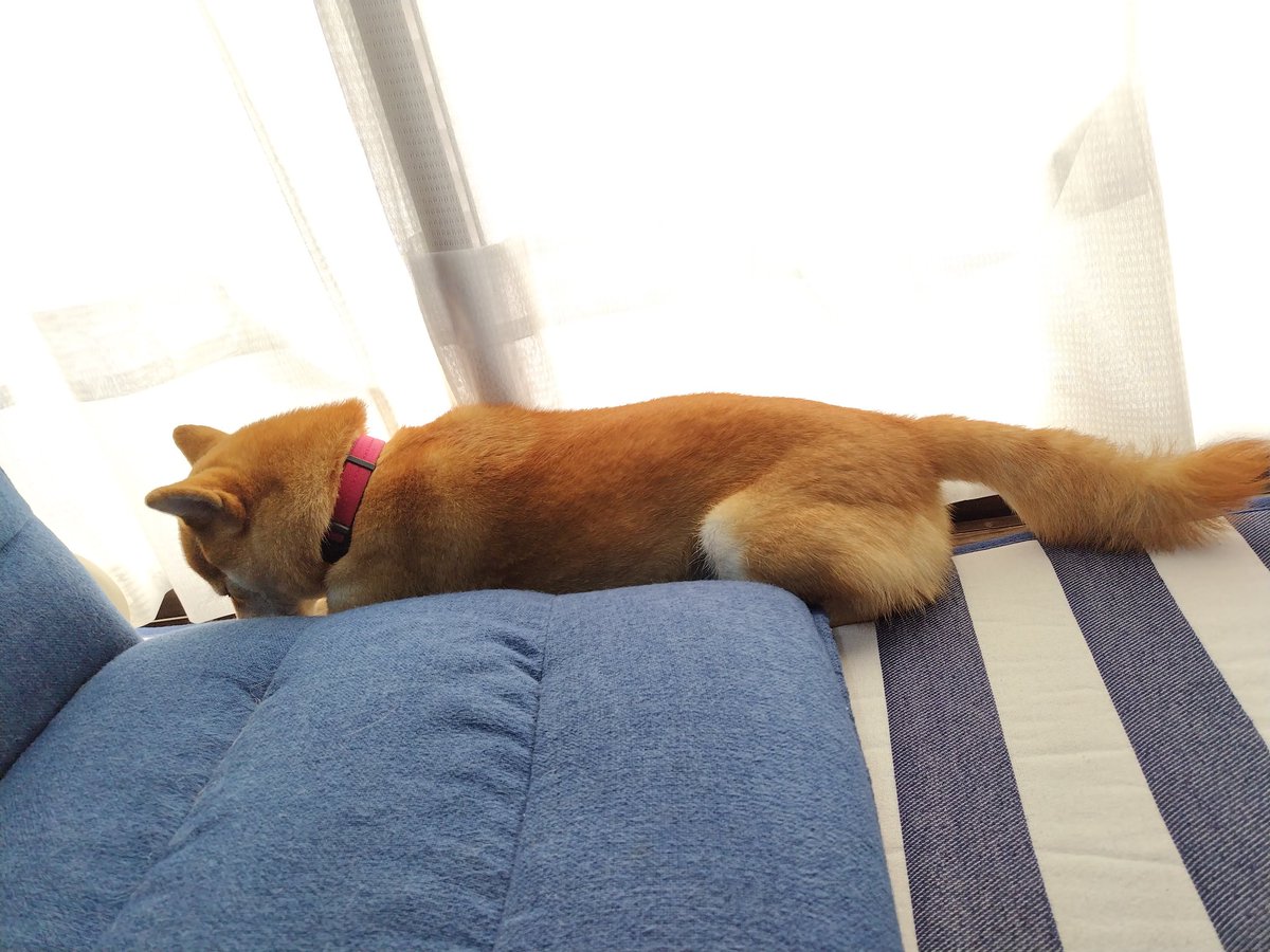 いじける時はいつもここにいます💦
今回は遊んでもらえなかった💦💦