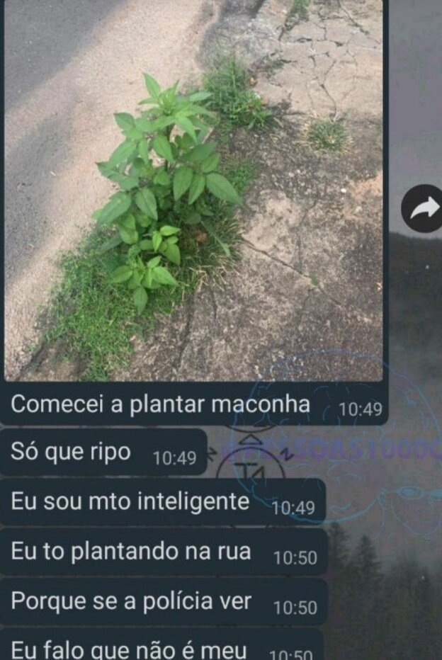 provas que os humanos deveriam ser extintos (@provasextinto) on Twitter photo 