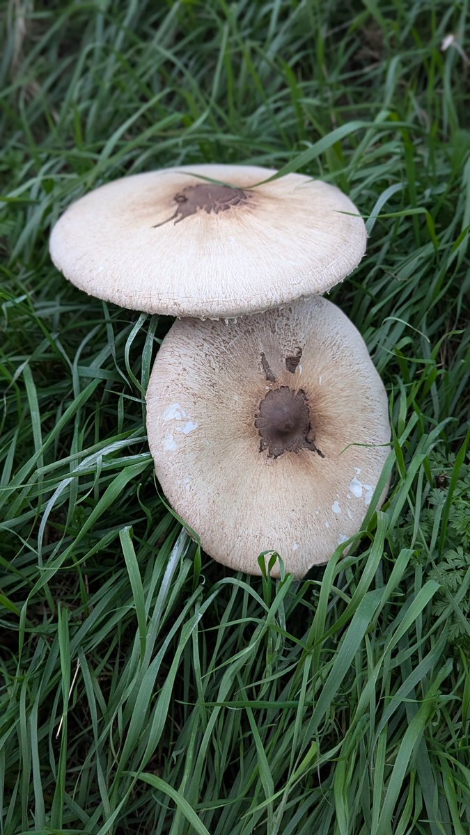 TheMadGeneral's tweet photo. I saw this #Parasol #mushroom, likely #Macrolepiota procera, which is a large, edible #fungus commonly found in grassy areas, meadows, and open #woodlands whilst out walking the dog.  Great specimen.  What do you think?  Would you eat it? https://t.co/ZkBOCh09bt
