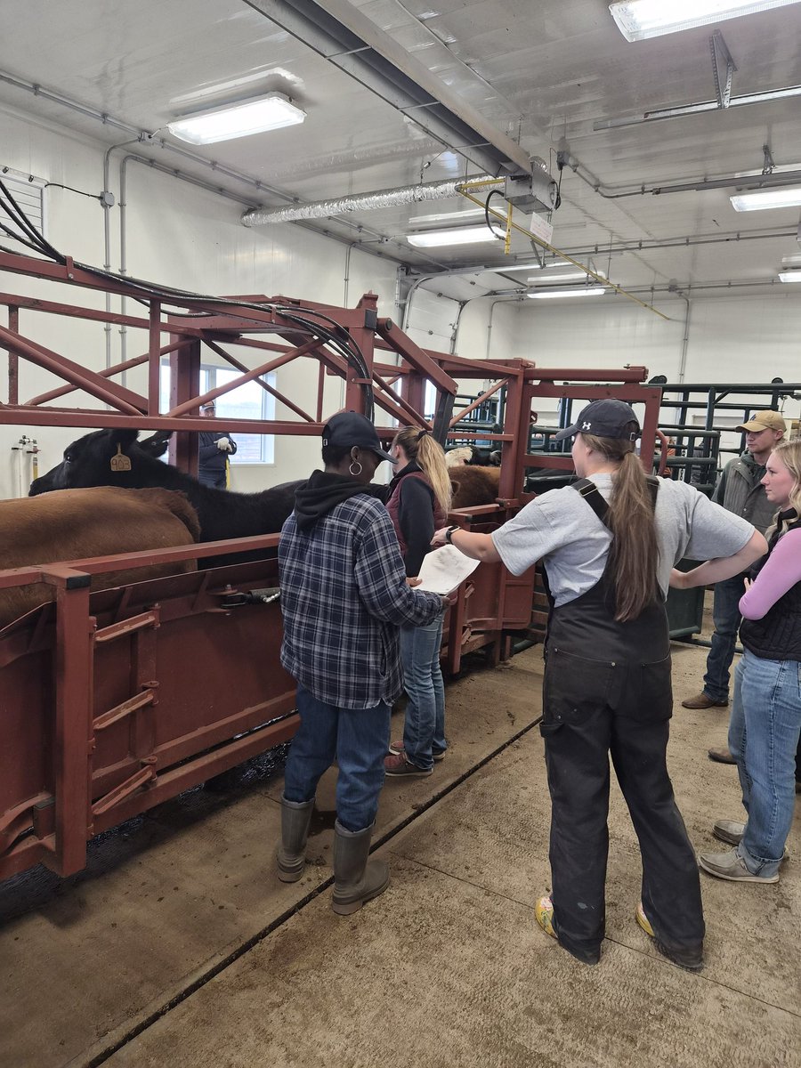 DrBart_Beef's tweet photo. Great teaching lab for #ANSC410 students #HandsOnTraining #BodyCondition #Ultrasound #PolycropResearch #AppliedBeefForageResearch #LardnerLab @Katgarns @KylieGrimes6 Elizabeth Bamidele  @agbiousask https://t.co/mxC6AvFYOC
