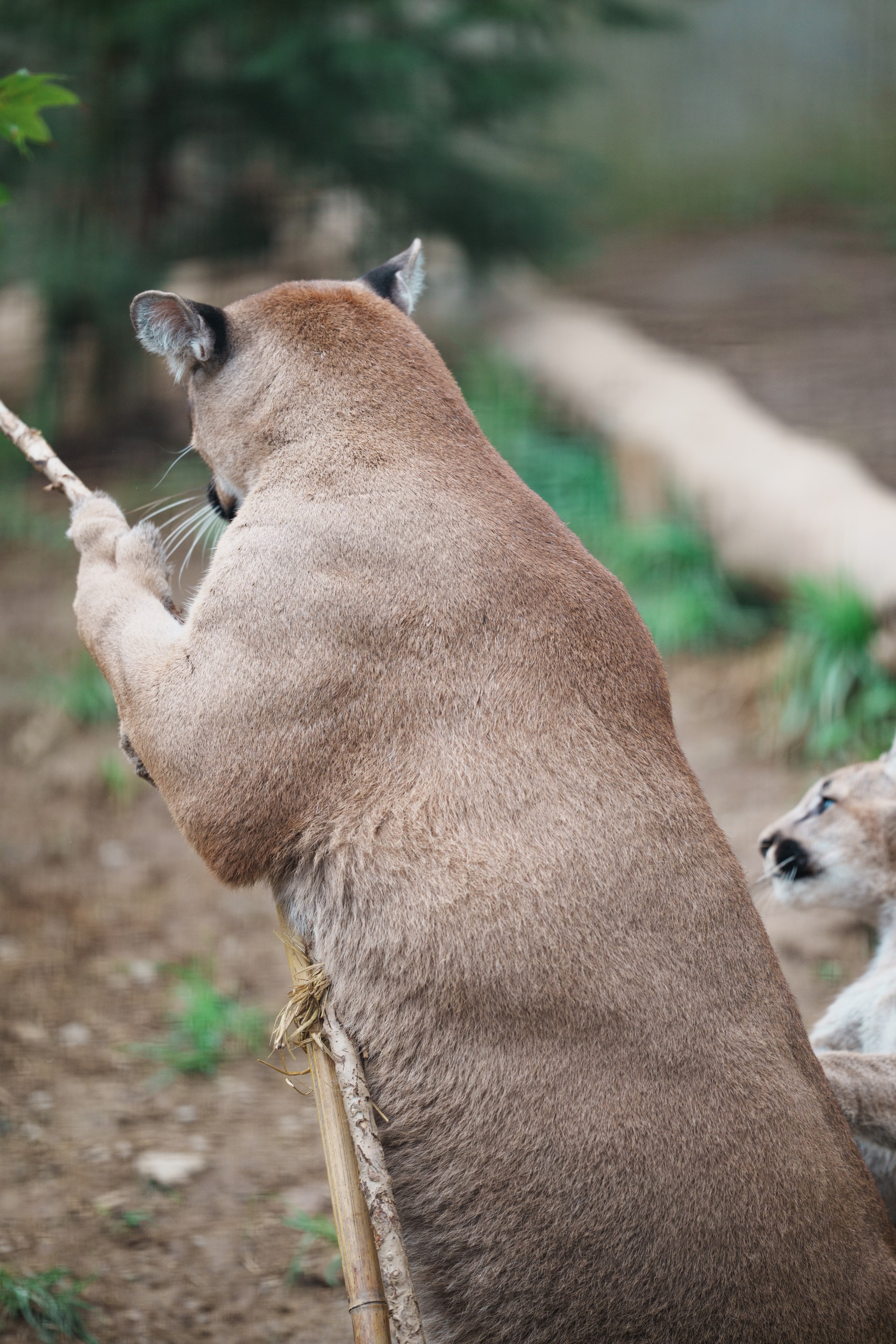 かわいいアフリカの動物たちテーブルに大集合！！ Amazon.co.jp: FUNSHOWCASE アフリカのジャングルの動物 置物 62