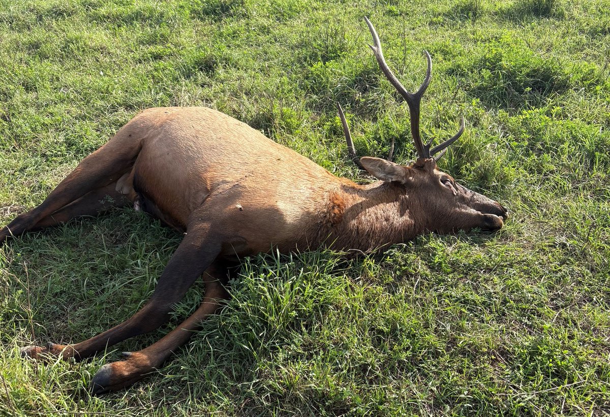 RMEF's tweet image. Somebody poached a bull elk in southern Saskatchewan. Go here for details & reporting info🡪rmef.org/media/help-sou… #RMEF & @FiocchiUSA spread the word to try to stop poaching.
#saskatchewan